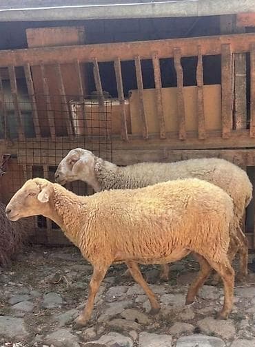 dişi it adları: 5 baş kök boğaz heyvanlardır.Real alıcıya cüzi endirim olunacaq — 1
