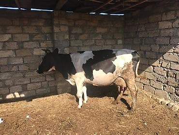 Dişi, il: 3, 1000 kq, Damazlıq, Südlük, Ətlik