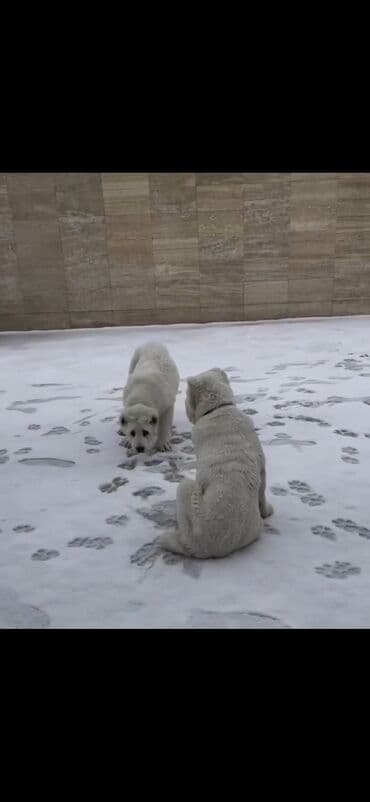 алабай в добрые руки: Алабай — 5