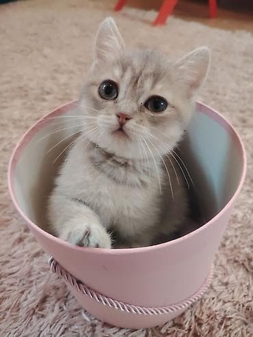 mayali yumurta satisi: Blue qold sinsilla disi 3ayliq bala cox munasib qiymete satilir unvan — 1