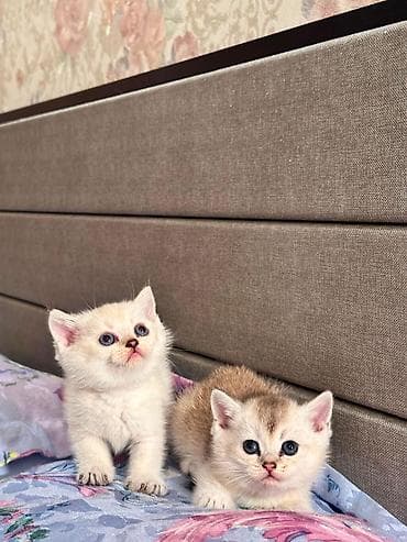 pişikler ucuz: Erkək, Dişi — 5