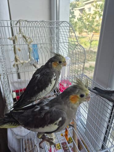 papuqay yumurtadan necə gune cixir: 1aylıq balalar əl dişləmir özünüzə öyrətmək çox asan olacaq baş — 2