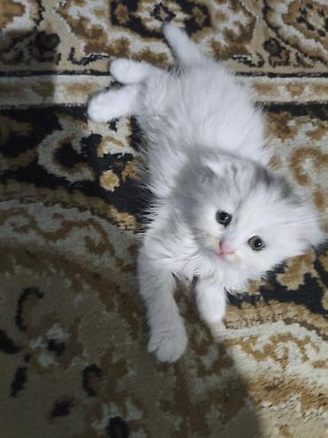 Quşlar: Dişi, Yaxşı əllərə, Ünvandan götürmə — 4