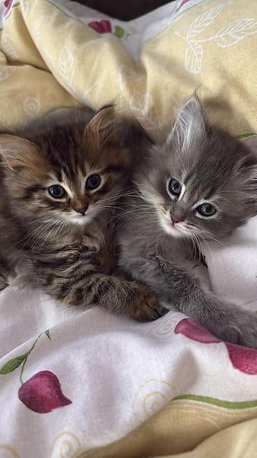 tuklu pisikler: Şotland uzun tüklü — 2