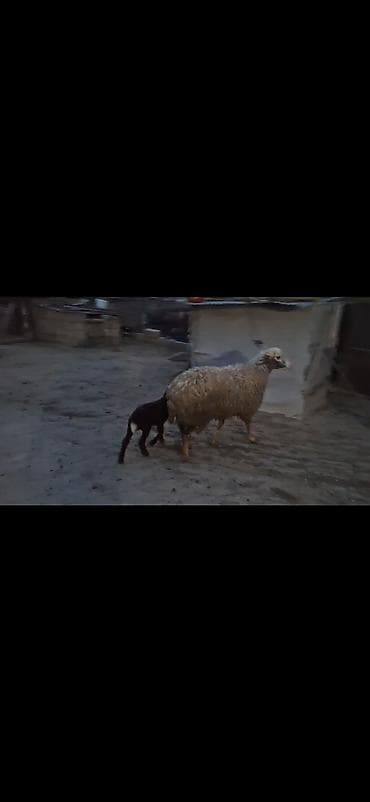 çin aslani: 1ci qarnlardı ikisində qiymət biri 650 manat — 2