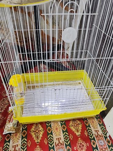 dovsan satışı: Angora tipli, uzun və xəz kimi yumşaq tüklərə sahib dekorativ dovşan — 2