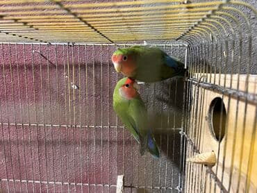 Al apar 1 aya bala al!!! Nerazlucnikler cutduler! Unvan Sumqayit