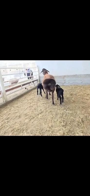 qusarda inek satilir: Qoyun və 2 quzu – ana ilə birlikdə - Cins: ehtimalən yerli — 10