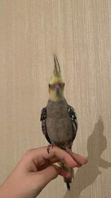 jako tutuquşusunun digər adı: Erkek 1 yas, danisir (askim, babacik) Qefesle birlikde 80 m unvan — 2