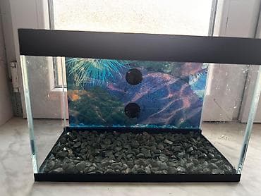 betta balığı: Dördbucaq akvarium, Boş, 9 l, Ödənişli çatdırılma — 4