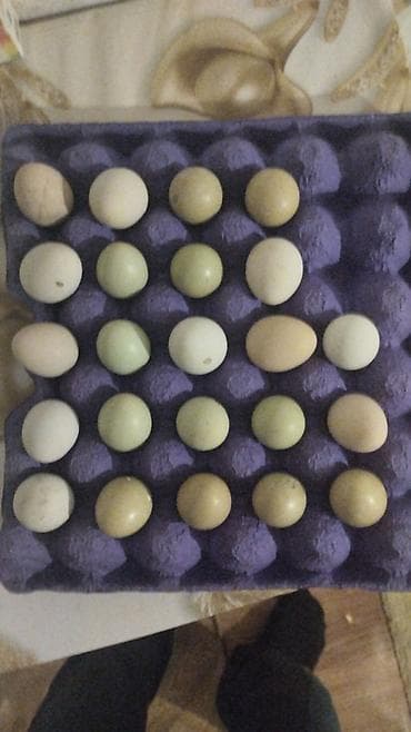 Rəngli toyuq yumurtaları – müxtəlif ölçü və çalarda (təbii açıq yaşıl