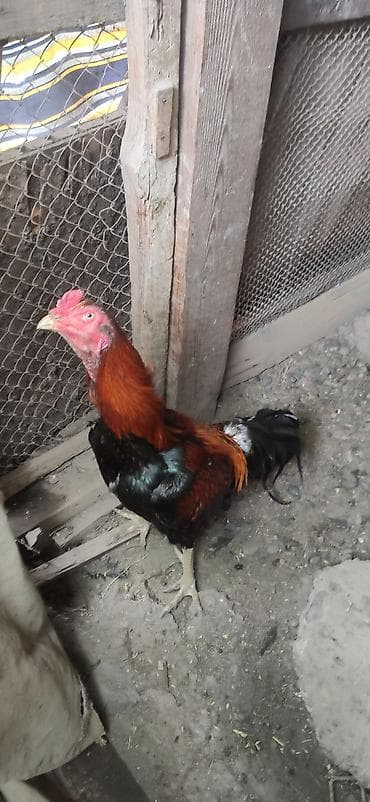 cins atlar: Üç yaş yarimdi hec bir xoruza doyulməyib . Ciddi insanlar narahat — 2