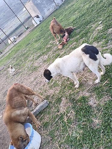 saanen kecilerinin satisi: Gözləri təzə açılıb çoban iti balalarıdı atasıda anasıda şəkildəkidi — 4