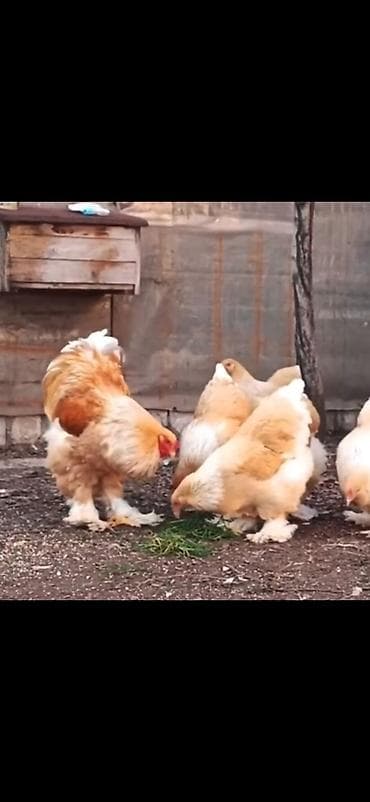 brama: Məhsul: Brahma cins toyuqlar (xoruz və toyuqlar dəsti) Təsvir: - İri — 2