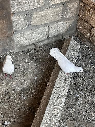 amadin qusu: Ağ rəngli göyərçinlər - Növ: ev göyərçini - Rəng: əsasən ağ, quyruq — 3