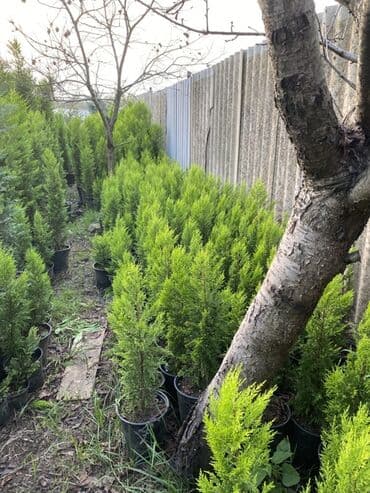 Buket güllər: 🌿 Satılır – Dekorativ Həyət və Bağ Bitkiləri 🌳 Həyət və bağların — 4