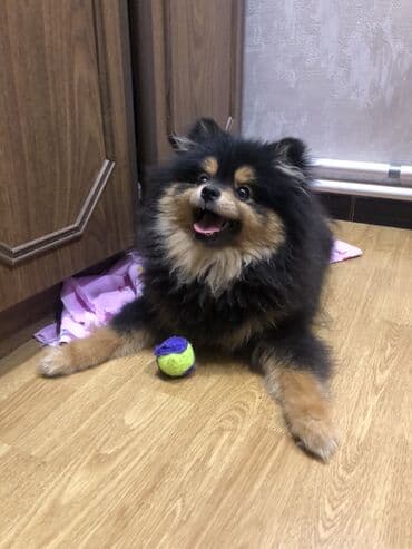 Gəmiricilər: Şpitz, Erkek — 3