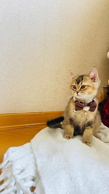 Digər heyvanlar: Şotland — 2