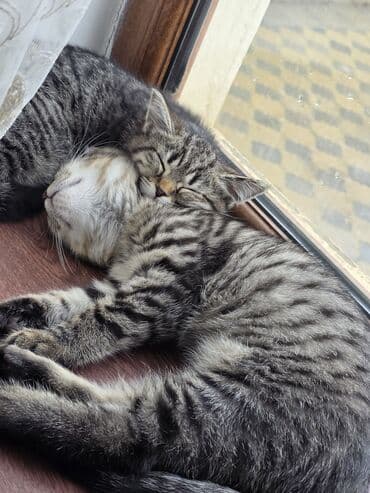 pişik qutusu: Şotland, Erkək, Ünvandan götürmə, Ödənişli çatdırılma — 5