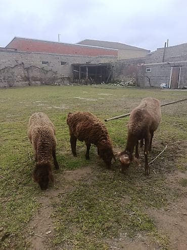balali qoyun: Qoyunlar ekizi bala ana bala boğaz qoç lisey satılır istəyən olsa — 6