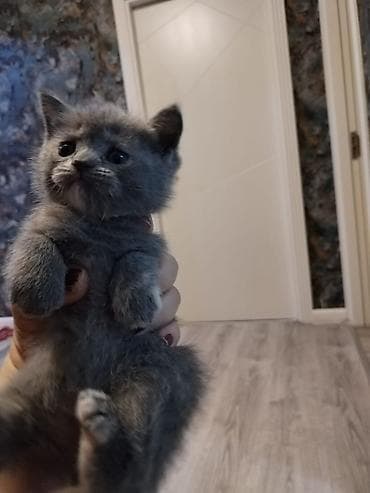 ev heyvan: Yaxşı əllərə — 2