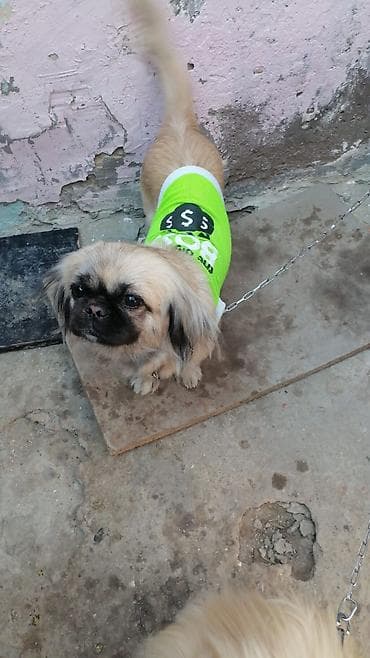 balaca itler: Pekines — 3