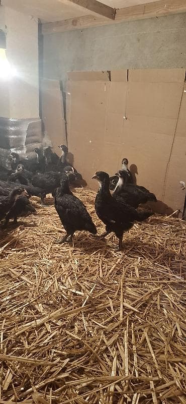 Индюшки: Куриные цыплята, Для разведения — 10