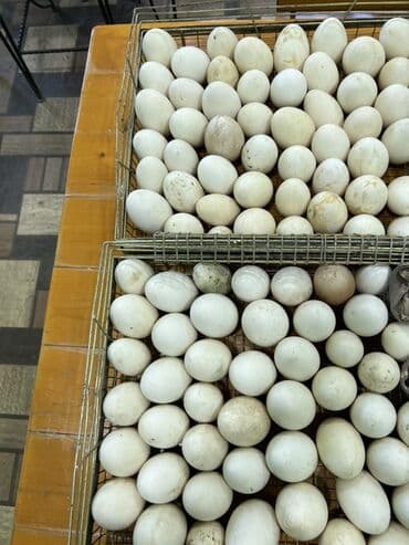 Ferrari: Qaz yumurtası - Növ: Ev şəraitində bəslənən qazlardan toplanmış təbii — 1