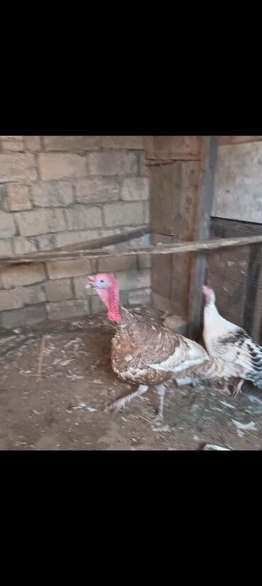 Dovşanlar: Erkək, Damazlıq — 1