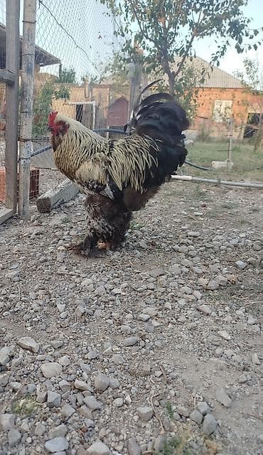 Brahma tam sağlam akdiv heyvadı damazlğa yararlı