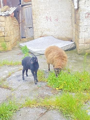 Ana bala qoyun satlır Tecli Sağlam südlü heyvandı balası böyük