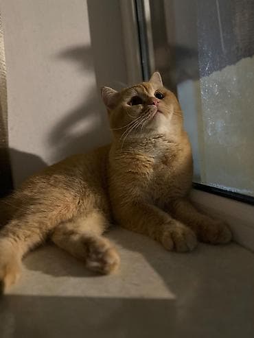 pişiklər: Erkək, Ünvandan götürmə, Ödənişli çatdırılma — 2