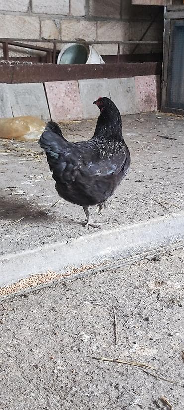 samdanlar ve saat: Americauna və koçin toyuqlarının qarışığı. Göründüyü kimi göy — 9