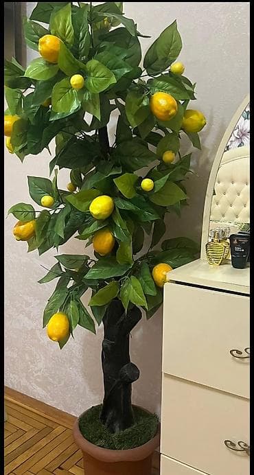 samovar alisi: Dekorativ limon agaci dibceksizde qala bilir. Baha alinib — 1