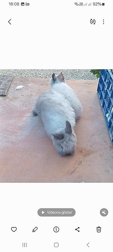 Гуси: Angora tipli dekorativ dovşan balaları
satılır. 10. m — 9