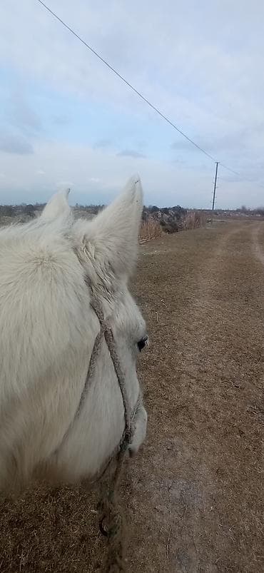 cins ineklerin satisi: Dişi, il: 6, Ünvandan götürmə — 2