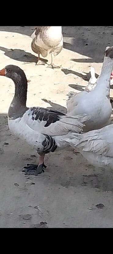 arı yeşiyinin qiyməti: Yerli iri qazlar satilir 7 ededdir 2 erkey 5 dişi bu ilki qazlardir — 2