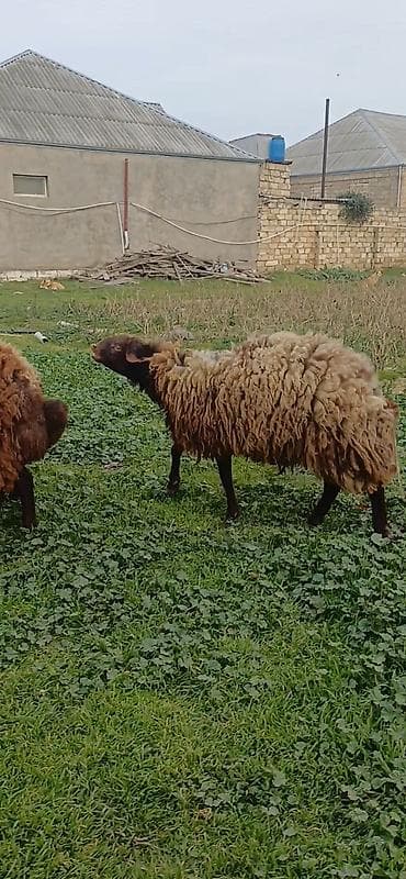 Птицы: Самец, лет: 2, 80 кг, Для мяса, Самовывоз — 2