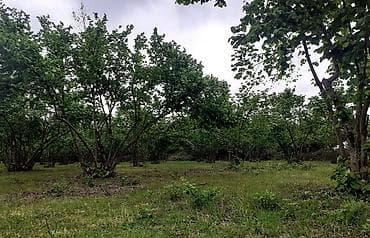 07 sekilleri peredok: Fındıq bağı – məhsuldar, baxımlı sahə - Mədəni fındıq kolları — 4