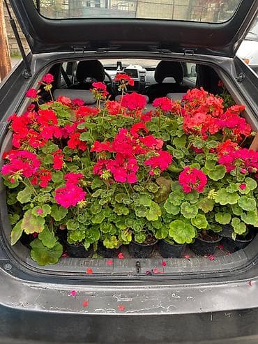 1 iyuna aid sekiller: Qızıl-qırmızı və çəhrayı çalarlarda saksı sardinyaları (geranium) - — 1