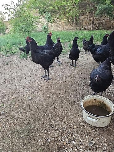 quş bazarı: Salam Aleykum ! Şəkildə gördüyünüz 10 ədəd 5 aylıq təmiz qan — 3