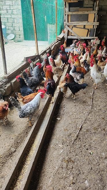 Gordunuz toyuglar hamsi cavan fereler xorzdar 8 aylig di kesede lalafo.az -da Gordunuz toyuglar hamsi cavan fereler xorzdar 8 aylig di kesede
