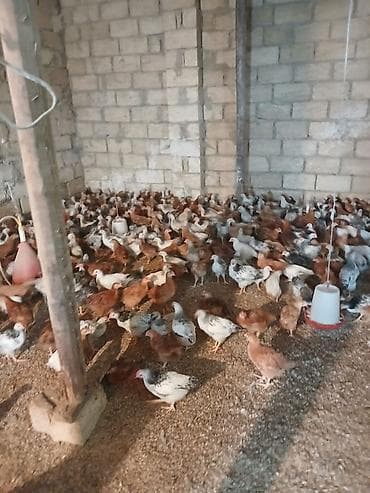 kənd cuceleri: Toyuq cücələri, Ətlik — 3