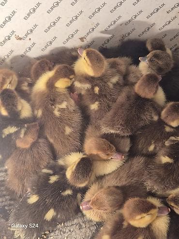 Yeni cixmis lal ordek balalari. krasnadarin balasidi - Cins/məhsul