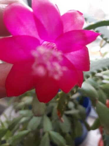 sirqa gulu haqqinda: Декабрист, отросток домашнего растения за 5 ман. в данный момент — 3