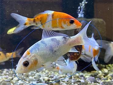 baliq tutanar: Koi, Sülhsevər — 1