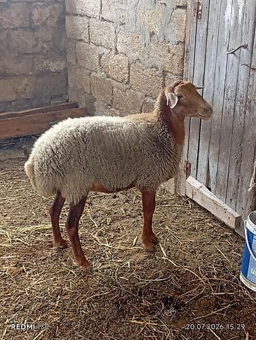 dişi alabay: Super qoyundu esil qamazliq heyvandi qoc icinde olub 2 ci qarina qocun — 5