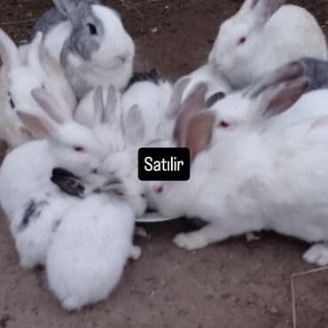 сухой корм для собак: Satılır: Dovşanlar - Növ: Ağ rəngli ətlik/ev heyvanı dovşanlar — 1