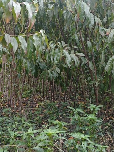 ikinci el jakuzi: Yerli növ 🍑 tingleri satılır 10 yaxın növ mövcüddur — 3