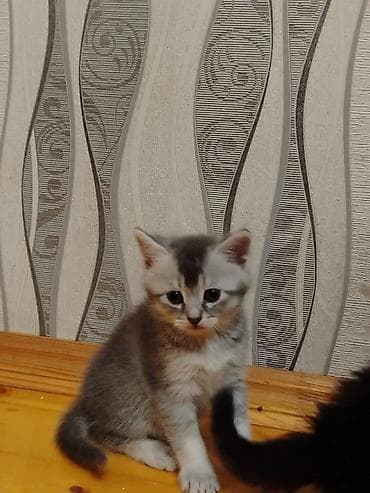 шотландская кошка купить: Шотландская, В добрые руки, Самовывоз, Бесплатная доставка — 4